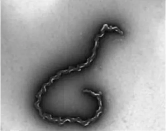 Figure 1 : Leptospira interrogans [15]. 