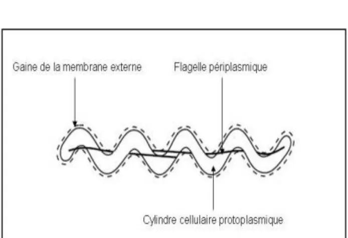 Figure 2 : Diagramme schématique d'un spirochète illustrant la gaine de la membrane  externe, le cylindre cellulaire protoplasmique et un flagelle périplasmique .[14]