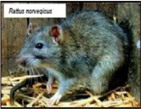 Figure 3 : Rattus norvegicus [20] 