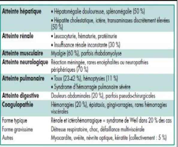 Tableau III: Manifestations cliniques de la leptospirose. [35] 