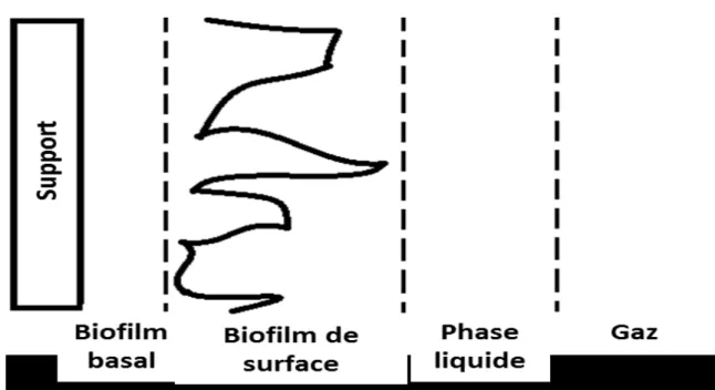 Figure 2: Les cinq compartiments du système biofilm (6) 