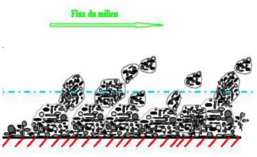 Figure 4 : Détachement superficiel du biofilm (5). 