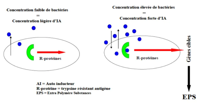Figure 5 : Mécanisme de Quorum Sensing chez les microorganismes (5). 