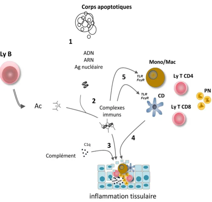 Figure 1: Complexes immuns initient les lésions tissulaires [26]. 