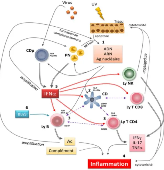 Figure 2: Physiopathologie du lupus systémique [32]. 