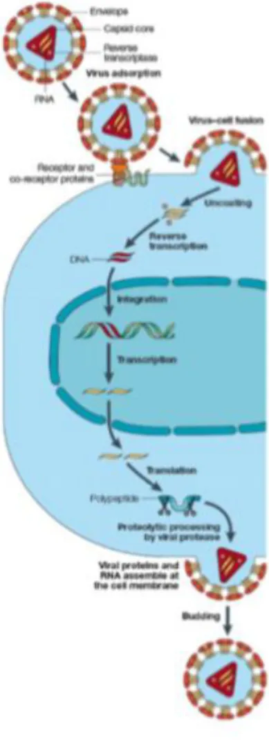 Figure 3 : Cycle de réplication du VIH depuis l’entrée du virus   dans la cellule cible jusqu’à la formation d’un nouveau virus [14]