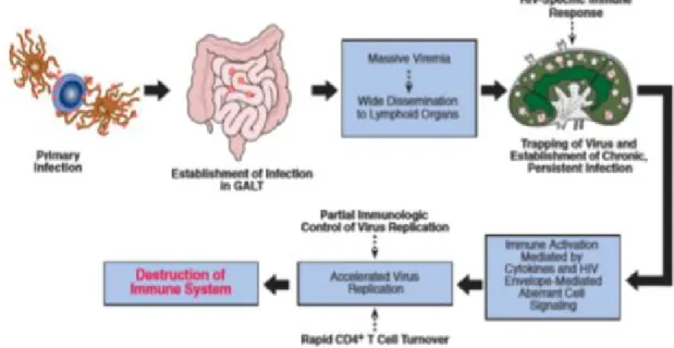 Figure 9 : Histoire naturelle de l’infection à VIH, de la primo-infection   à la destruction du système immunitaire [33]