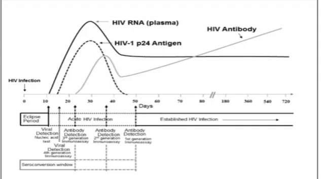 Figure 11 : Séquence d’apparition des marqueurs biologiques   de l’infection à VIH-1 en fonction du temps [41]