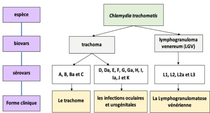 Figure 3: Taxonomie de C. trachomatis et pathologies provoquées par ses différents sérovars  [originale] 