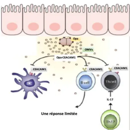 Figure 12: Interaction de N. gonorrhoeae avec le système immunitaire de l’hôte [14] 
