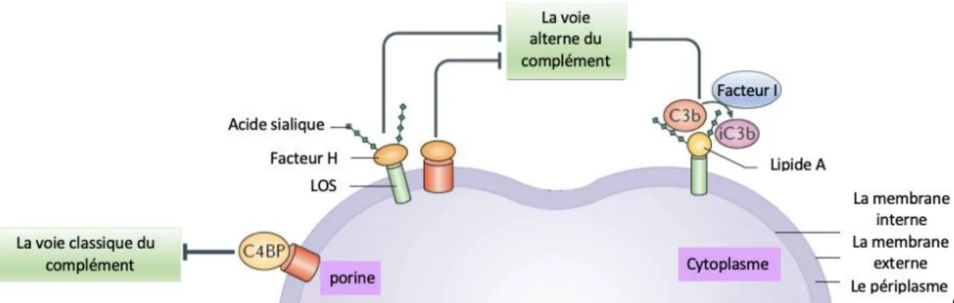 Figure 13: Interaction de N. gonorrhoeae avec le système immunitaire de l’hôte   (la voie du complément) [15] 