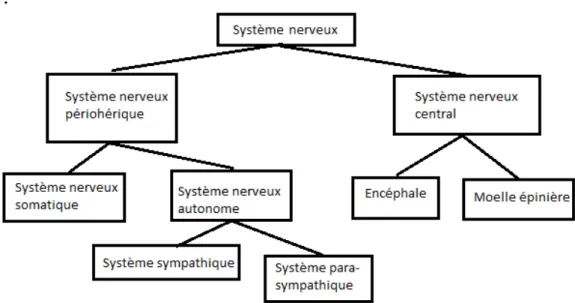 Figure 4: Organisation générale du système nerveux 