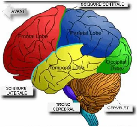 Figure  7 : Lobes du cerveau [17] 