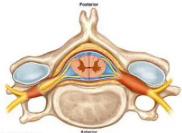 Figure  9 :Coupe transversale de la colonne vertébrale et moelle épinières[17] 