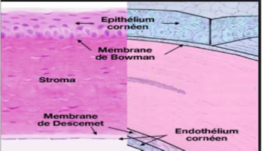 Figure 3: Les couches de la cornée : coupe histologique et schéma. [21] 