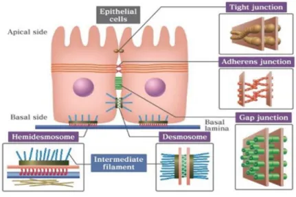 Figure 4: Les différents types de jonctions cellulaires. [22] 