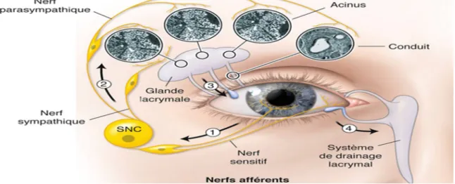 Figure 7: boucle lacrymale réflexe [148].