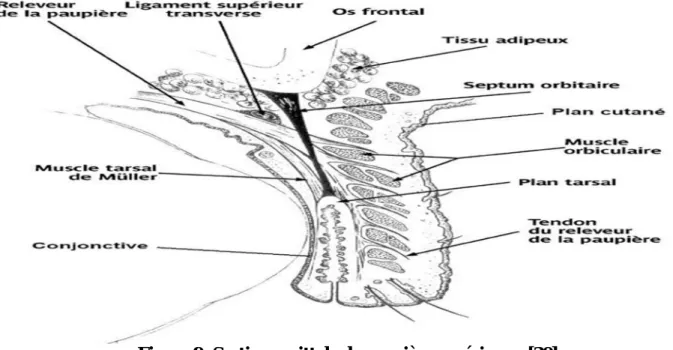 Figure 9: Section sagittale de paupière supérieure. [30]. 