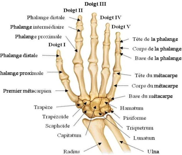 Figure 1: Squelette de la main [3]. 