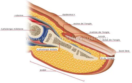Figure 6: Coupe longitudinale de la phalange distale [11]. 