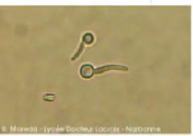 Figure 2 : Filamentation de C. albicans [18] 