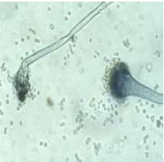 Figure 3 : A. fugimatus [10] 