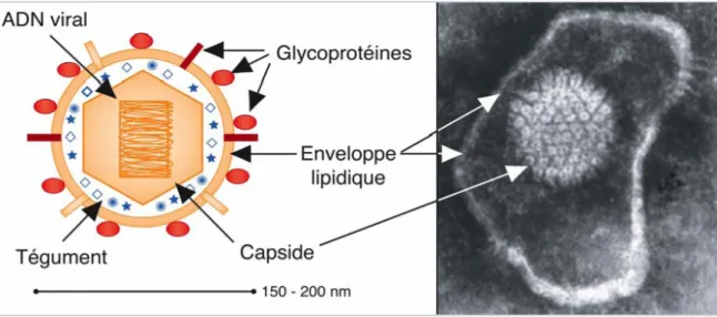 Figure 7 : Structure du VHS [36] 