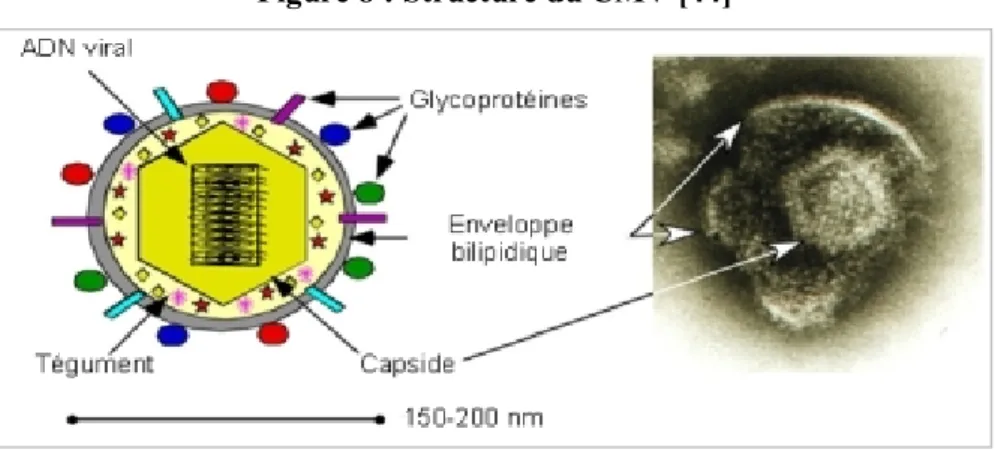 Figure 8 : Structure du CMV [44] 