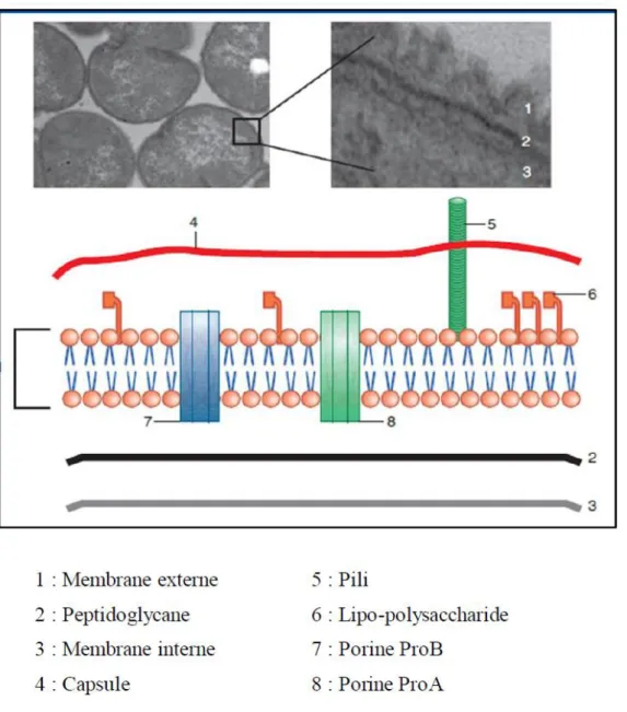 Figure 1: Structures de surface de N. meningitidis au microscope électronique et une  représentation schématique des différentes structures [4]