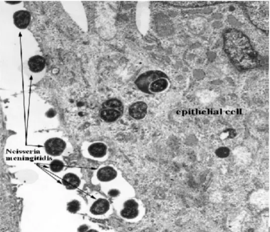 Figure 9 : Visualisation par microscopie électronique de l’adhésion du méningocoque aux  cellules épithéliales [51]