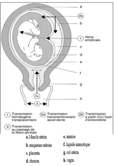 Figure 6 : Mode de contamination maternofoetal [48] 