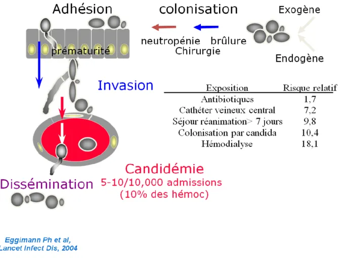 Figure 9 : Principales étapes d’une infection fongique invasive  [29]