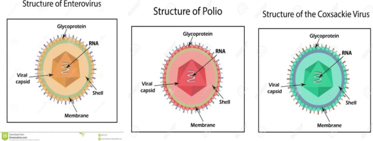 Figure 3 : Structures des Entérovirus ( poliovirus, Coxsackie virus) [35] :   