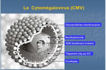 Figure 6 : Représentation schématique d'un Cytomégalovirus [56] 