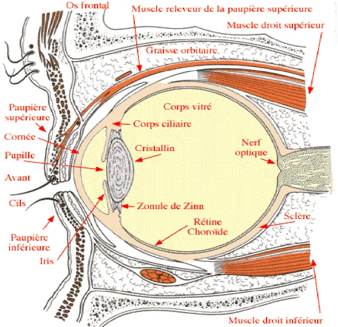 Figure 2: Les insertions de l’œil [II] 