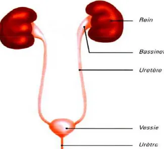 Figure 1 : Schéma d’ensemble de l’appareil urinaire. [15] 