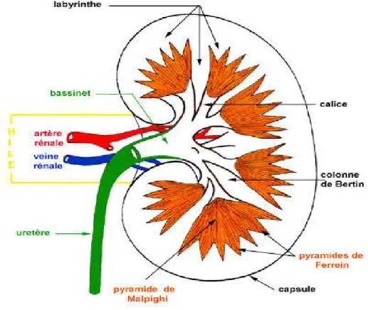 Figure 3 : Anatomie interne du rein. [20] 