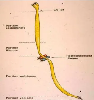 Figure 7 : Structure externe de l’uretère. [23] 