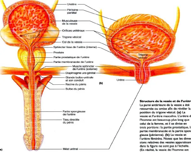 Figure 8 : Structure de la vessie et de l’urètre. [15] 