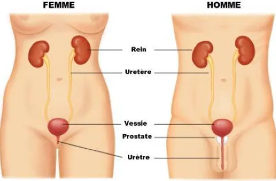 Figure 1: Système urinaire chez l’homme et la femme [7] . 