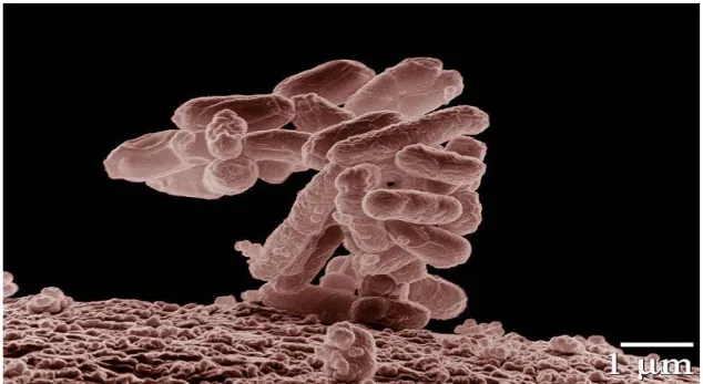 Figure 5: E coli en grossissement x 10 000 [16]. 