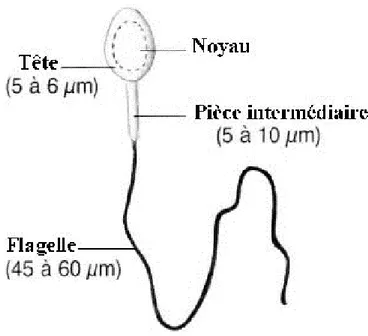 Figure 2 : Schéma d'un spermatozoïde [3] 