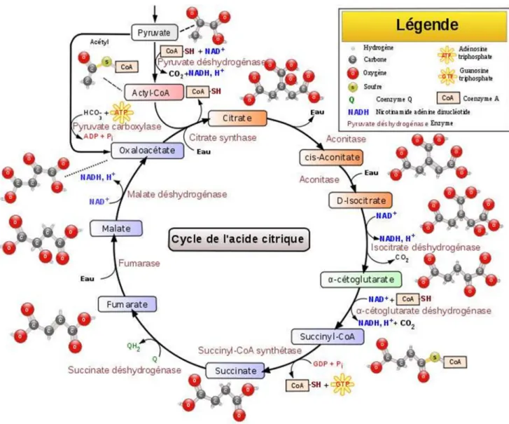 Figure 1:cycle de krebs (2) 
