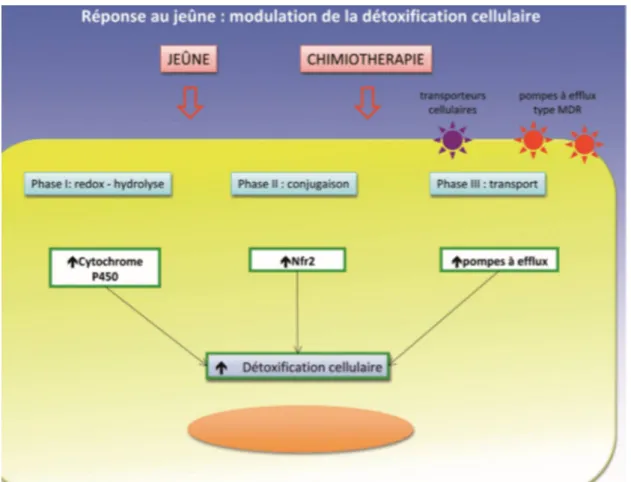 Figure 5: Réponse au jeûne: modulation de la détoxification cellulaire dans une cellule  saine d’après LongoV et al(37) 