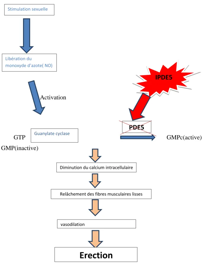 Figure 1 : Mécanisme physiologique de l’érection et effets des IPDE5[15] 