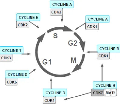 Figure 2 : Le cycle cellulaire et les différentes CDK 