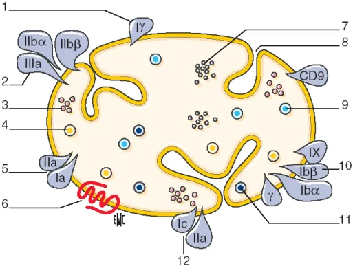 Figure 2 : Représentation schématique d’une plaquette. 1. GP IV (thrombospondine et  collagène) ; 2