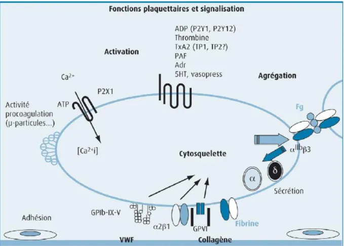 Figure 3: Mécanismes d’adhésion, d’activation et d’agrégation plaquettaire [57].   