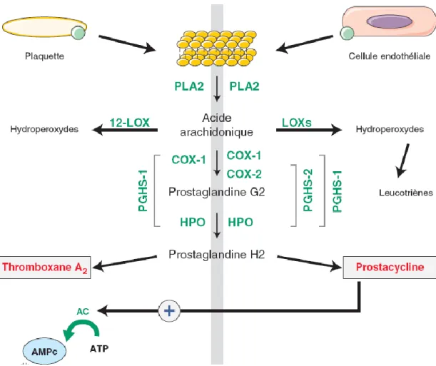 Figure 8 : Balance TxA2/PGI2. [47] 