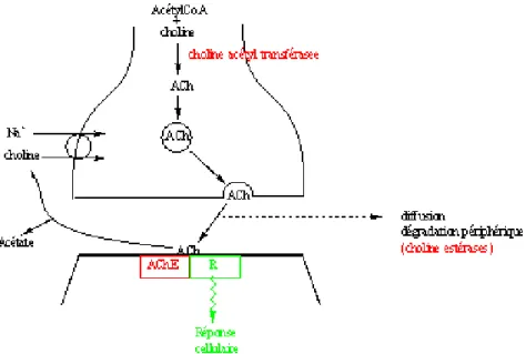 Fig. 10 :  Schéma montrant la libération de l’acétylcholine   au niveau de la fente synaptique [28] 